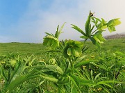 12 Ellebori verdi con ospite